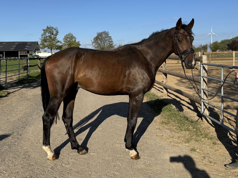 German Sport Horse Gelding 4 years 16 hh Bay-Dark in Grevenbroich