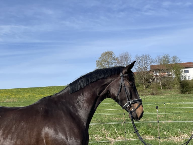German Sport Horse Gelding 4 years 16 hh Black in Stöttwang