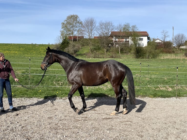 German Sport Horse Gelding 4 years 16 hh Black in Stöttwang