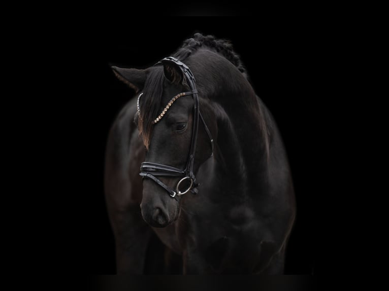 German Sport Horse Gelding 4 years 16 hh Black in Wehringen