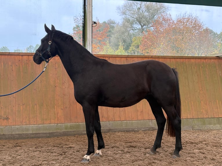 German Sport Horse Gelding 4 years 16 hh Black in Wulkow