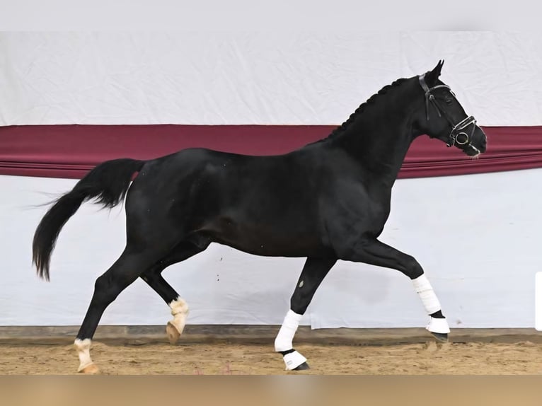 German Sport Horse Gelding 4 years 16 hh Black in Einhausen