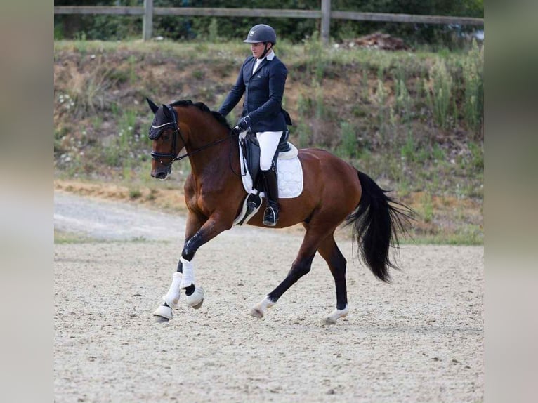 German Sport Horse Gelding 4 years 16 hh Brown in Angers