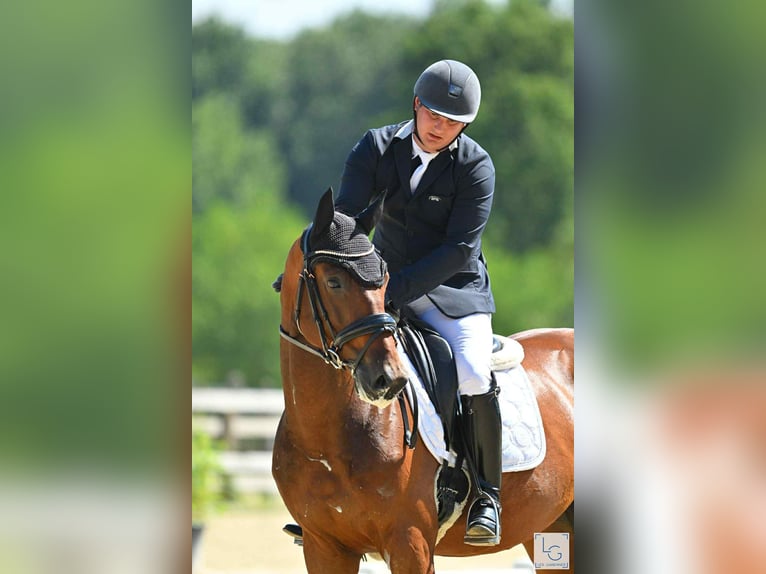 German Sport Horse Gelding 4 years 16 hh Brown in Angers
