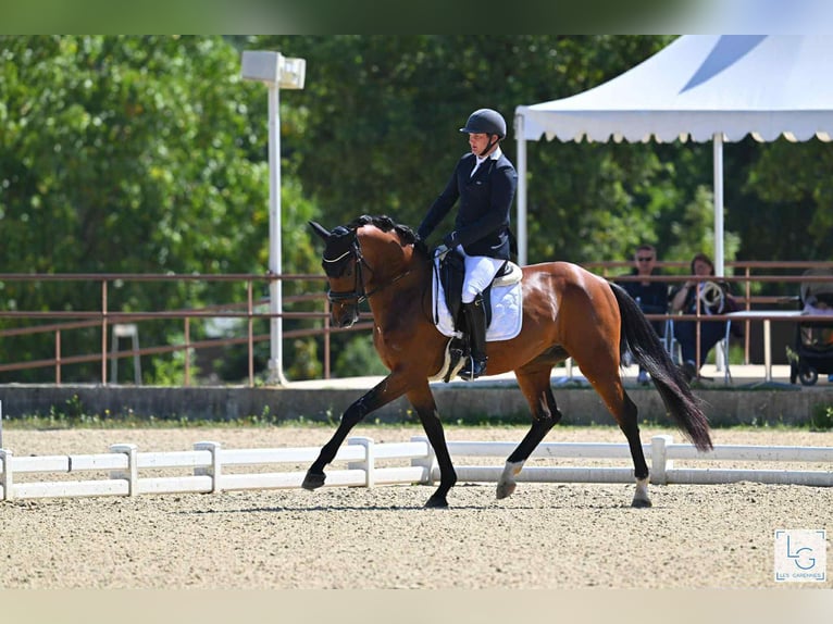 German Sport Horse Gelding 4 years 16 hh Brown in Angers