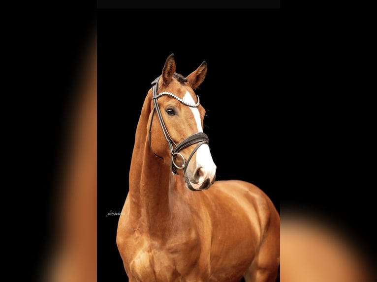 German Sport Horse Gelding 4 years 16 hh Brown in Lehrberg