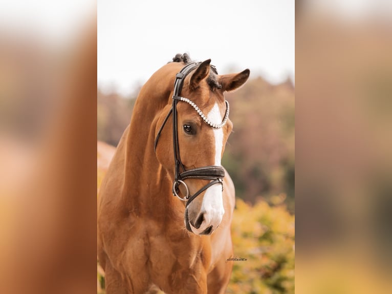 German Sport Horse Gelding 4 years 16 hh Brown in Lehrberg