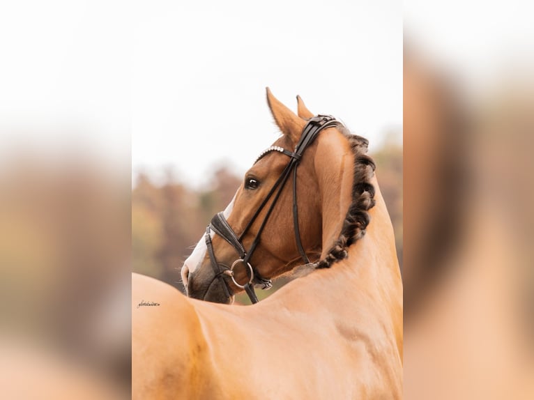 German Sport Horse Gelding 4 years 16 hh Brown in Lehrberg