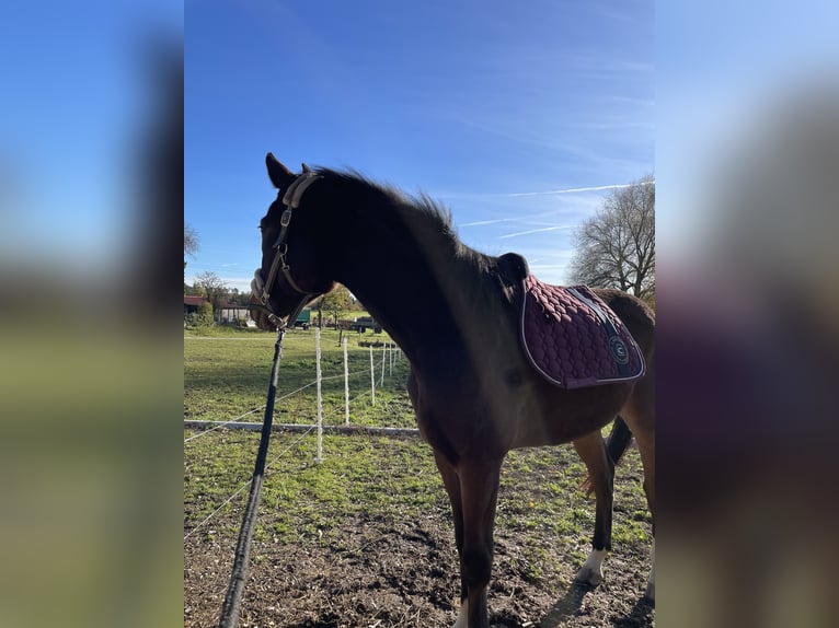 German Sport Horse Gelding 4 years 16 hh Brown in PförringPförring