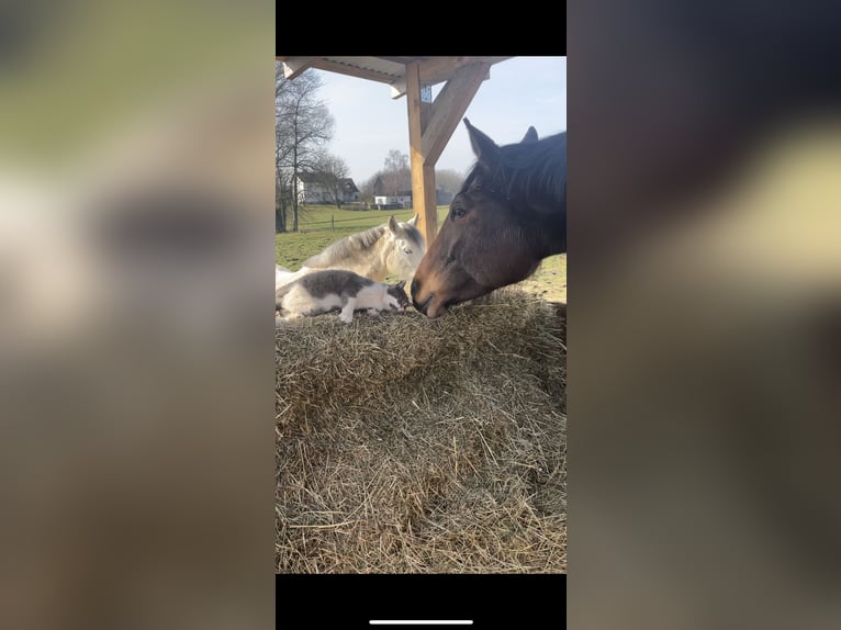 German Sport Horse Gelding 4 years 16 hh Brown in PförringPförring