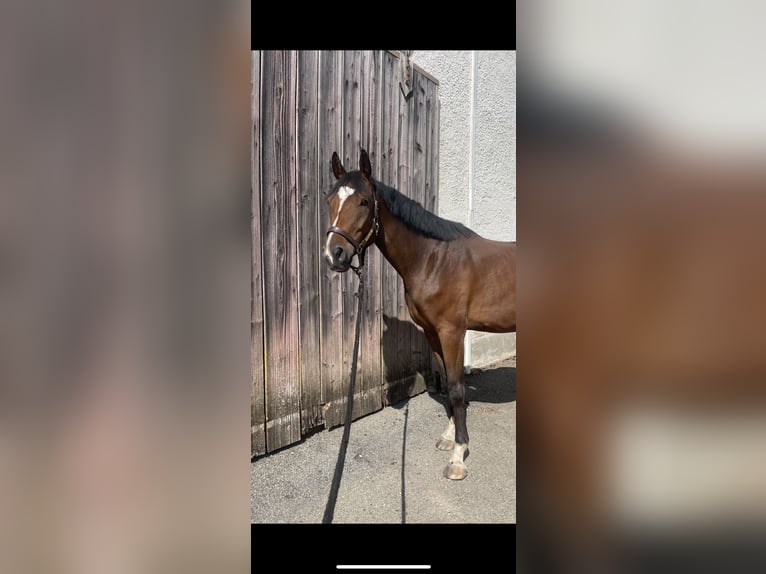 German Sport Horse Gelding 4 years 16 hh Brown in PförringPförring