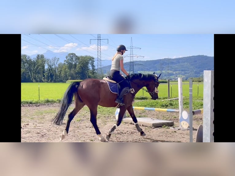 German Sport Horse Gelding 4 years 16 hh Brown in Schlins