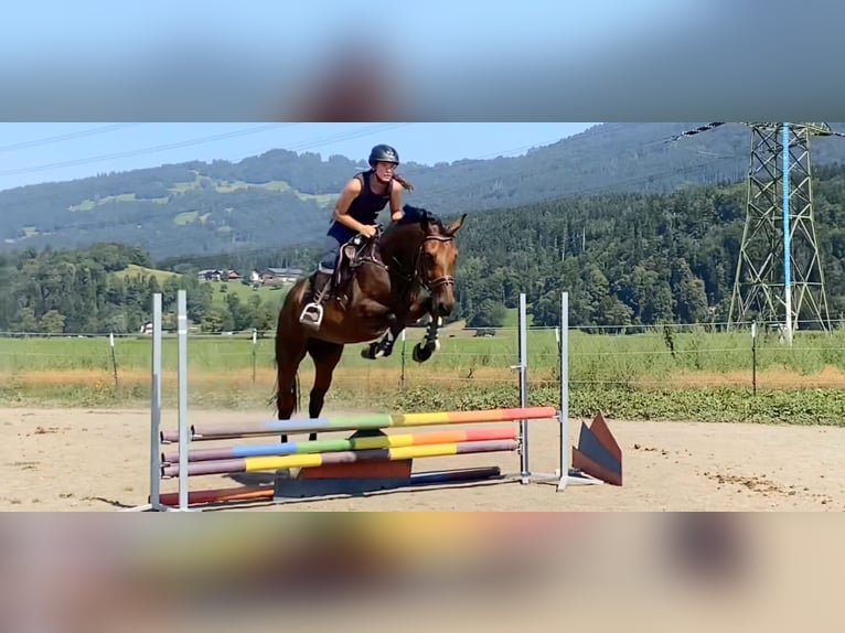 German Sport Horse Gelding 4 years 16 hh Brown in Schlins