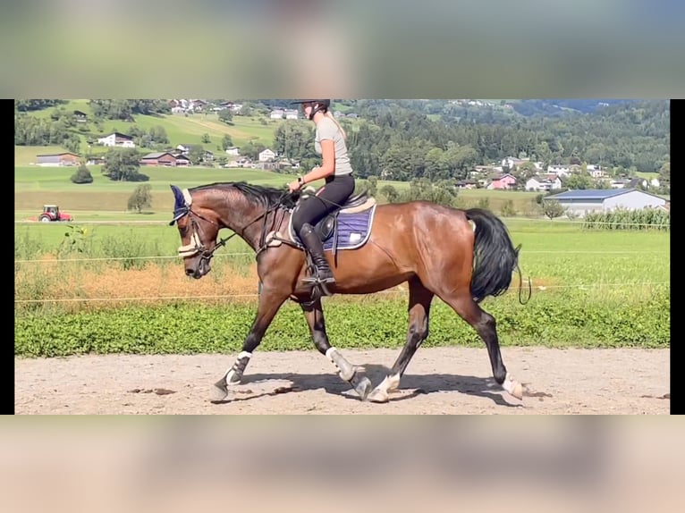 German Sport Horse Gelding 4 years 16 hh Brown in Schlins