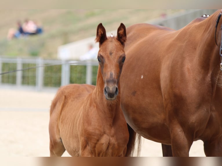 German Sport Horse Gelding 4 years 16 hh Chestnut in Eilenburg