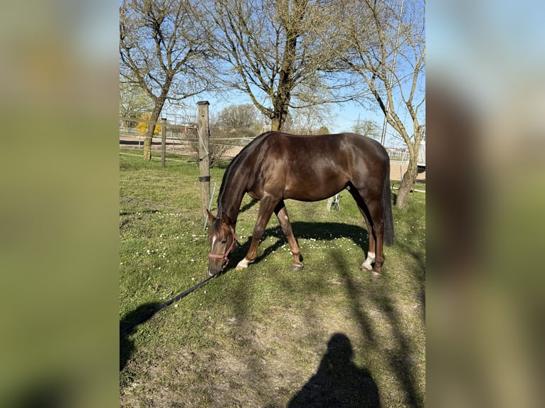 German Sport Horse Gelding 4 years 16 hh Chestnut in Karlsfeld
