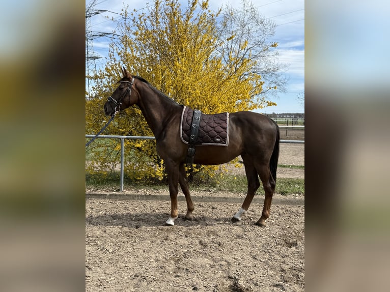 German Sport Horse Gelding 4 years 16 hh Chestnut in Karlsfeld