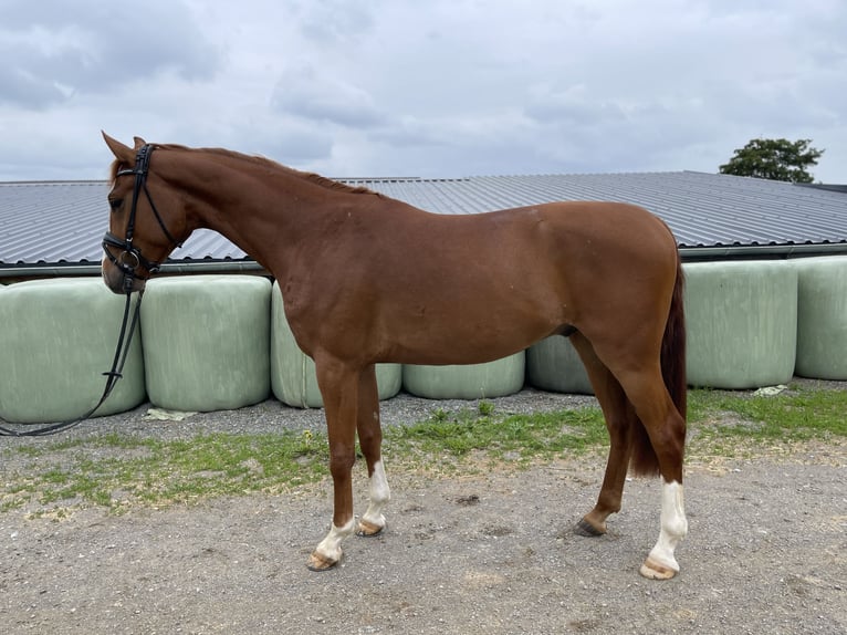 German Sport Horse Gelding 4 years 16 hh Chestnut-Red in Brilon