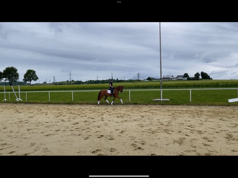 German Sport Horse Gelding 4 years 16 hh Chestnut-Red in Brilon