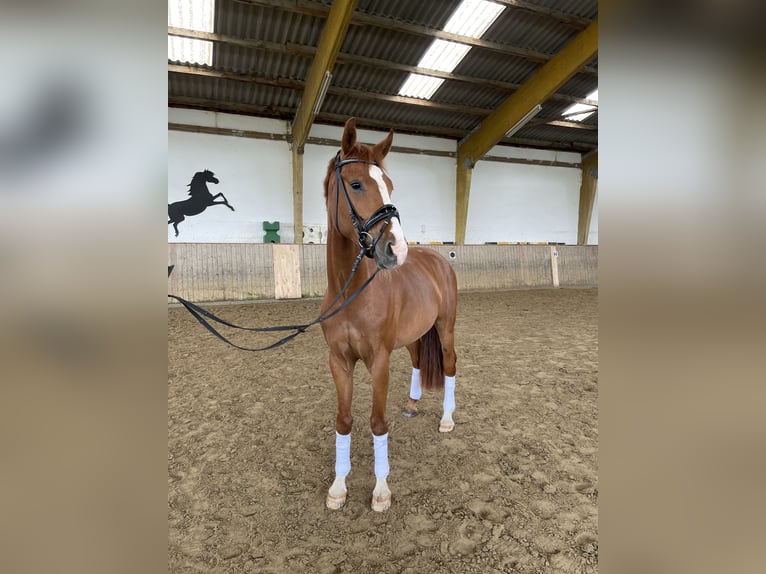 German Sport Horse Gelding 4 years 16 hh Chestnut-Red in Brilon