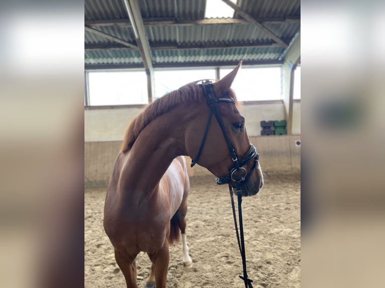 German Sport Horse Gelding 4 years 16 hh Chestnut-Red in Brilon