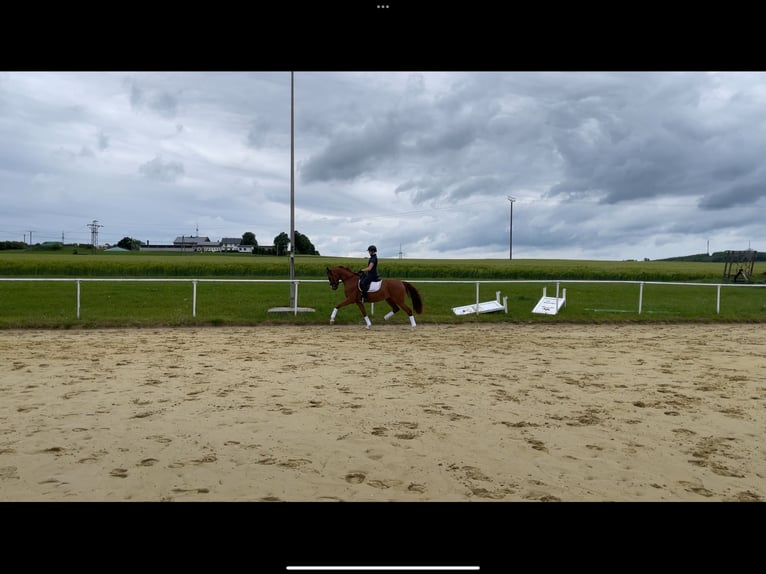 German Sport Horse Gelding 4 years 16 hh Chestnut-Red in Brilon