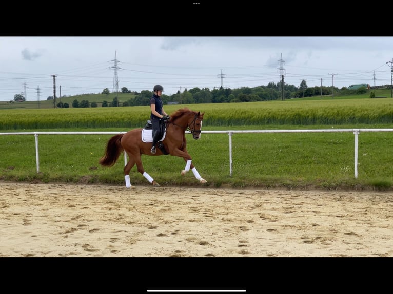 German Sport Horse Gelding 4 years 16 hh Chestnut-Red in Brilon