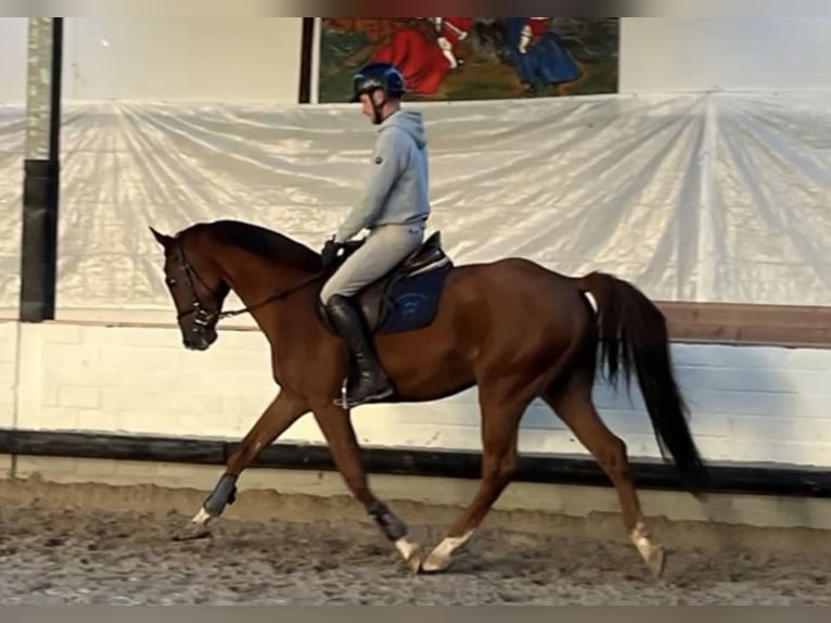 German Sport Horse Gelding 4 years 16 hh Chestnut-Red in Mechernich