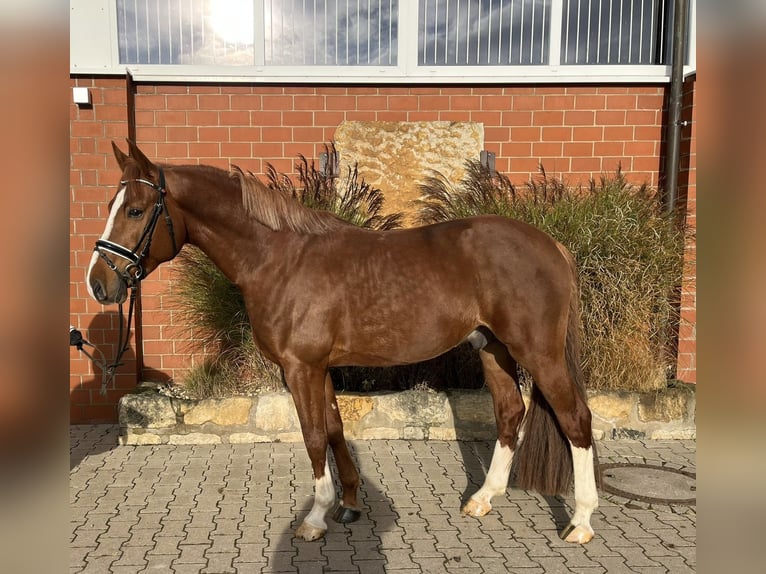 German Sport Horse Gelding 4 years 16 hh Chestnut-Red in Porta Westfalica