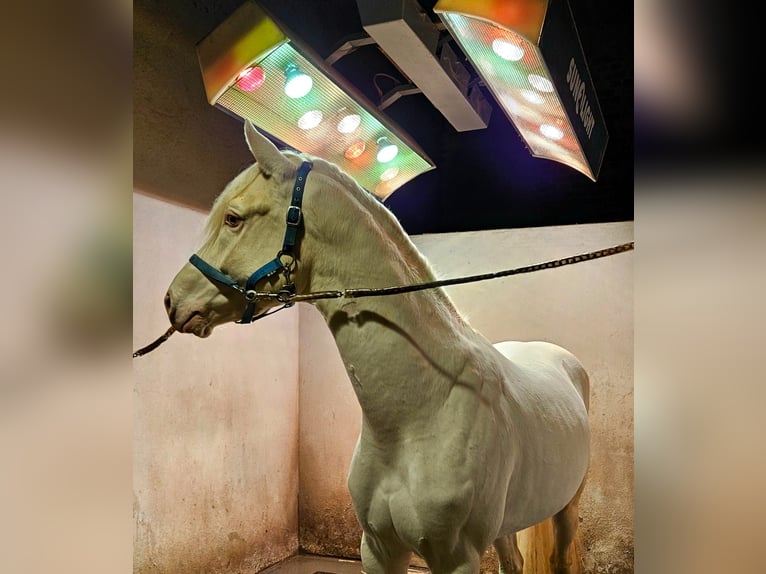 German Sport Horse Gelding 4 years 16 hh Cremello in Pulheim