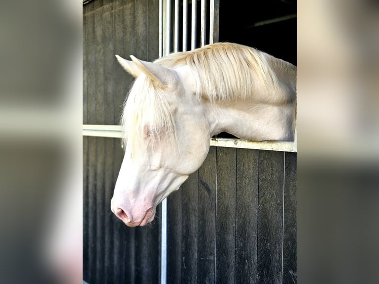 German Sport Horse Gelding 4 years 16 hh Cremello in Pulheim