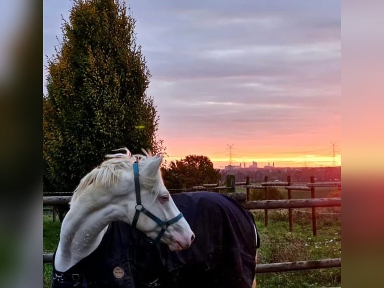 German Sport Horse Gelding 4 years 16 hh Cremello in Pulheim