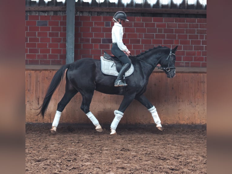 German Sport Horse Gelding 4 years 16 hh in Dorsten