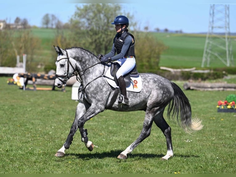 German Sport Horse Gelding 4 years 16 hh Grey in Gomadingen