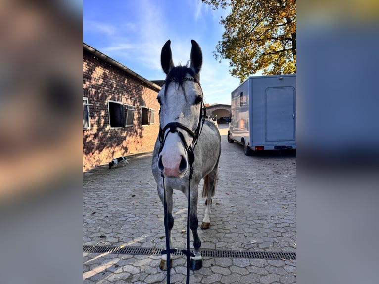 German Sport Horse Gelding 4 years 16 hh Grey in Grevenbroich