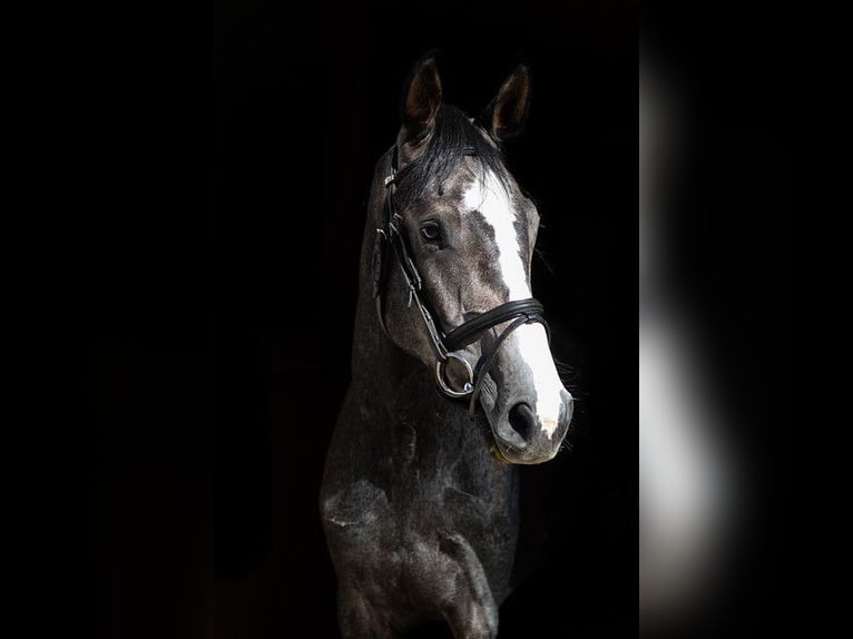 German Sport Horse Gelding 4 years 16 hh Grey in Kolkwitz