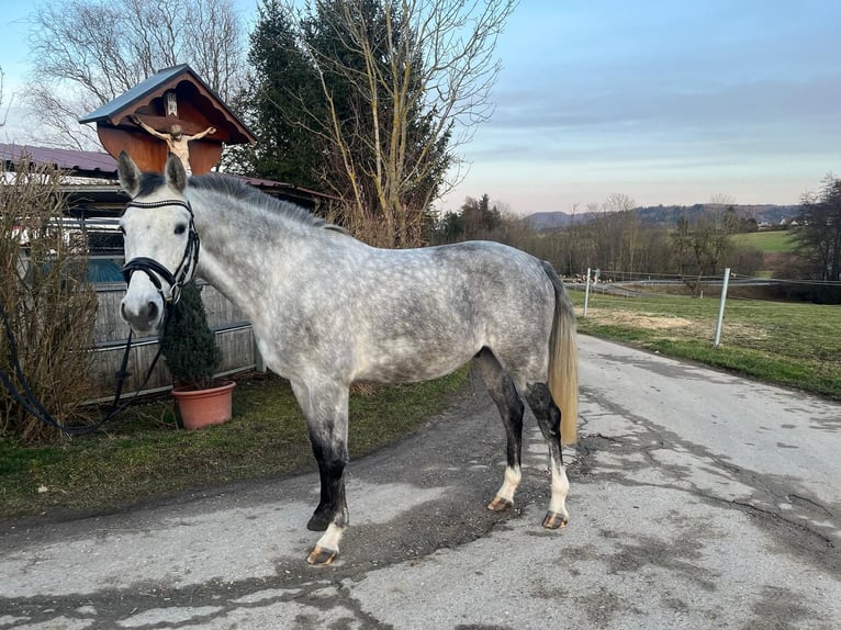 German Sport Horse Gelding 4 years 16 hh Grey in Schwäbisch Gmünd