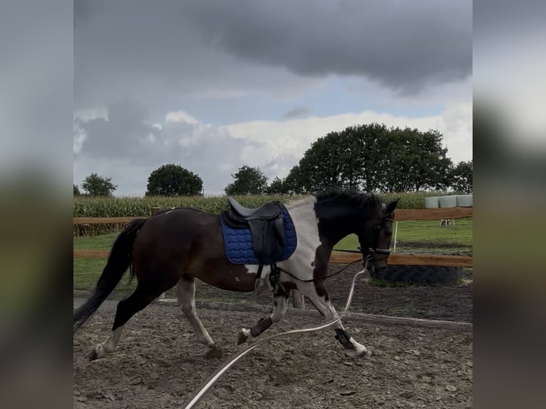 German Sport Horse Mix Gelding 4 years 16 hh Pinto in SchubyL&#xFC;rschau