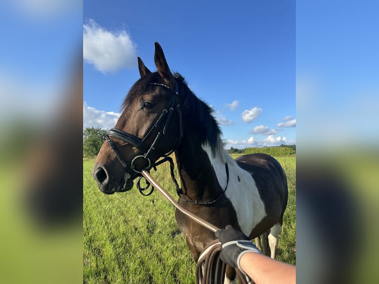 German Sport Horse Mix Gelding 4 years 16 hh Pinto in SchubyL&#xFC;rschau