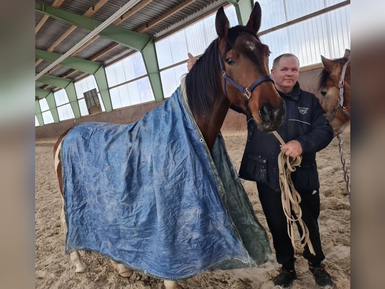 German Sport Horse Gelding 4 years 16 hh Pinto in Barleben