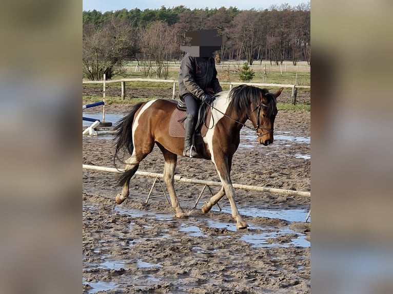 German Sport Horse Gelding 4 years 16 hh Pinto in Barleben