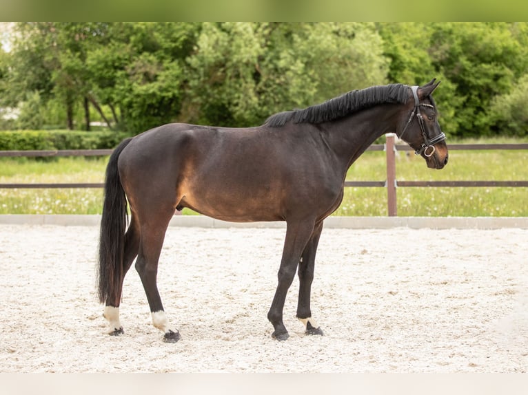 German Sport Horse Gelding 4 years 16 hh Smoky-Black in Kümmersbruck
