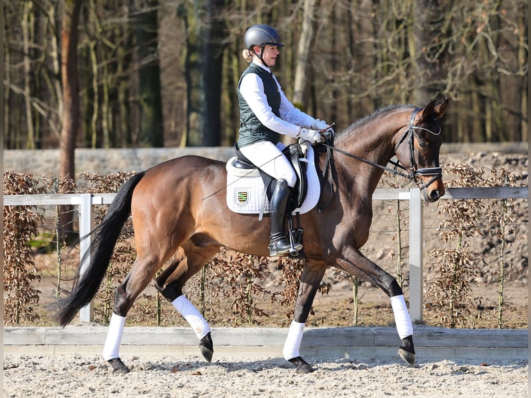 German Sport Horse Gelding 4 years 16 hh Smoky-Black in Moritzburg