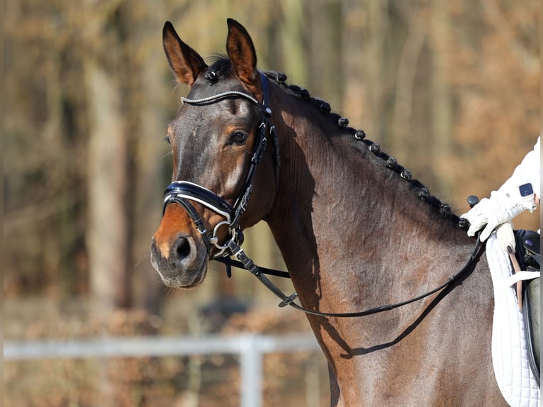 German Sport Horse Gelding 4 years 16 hh Smoky-Black in Moritzburg