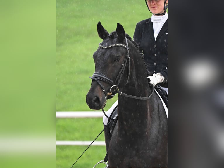 German Sport Horse Gelding 4 years 16 hh Smoky-Black in Gomadingen