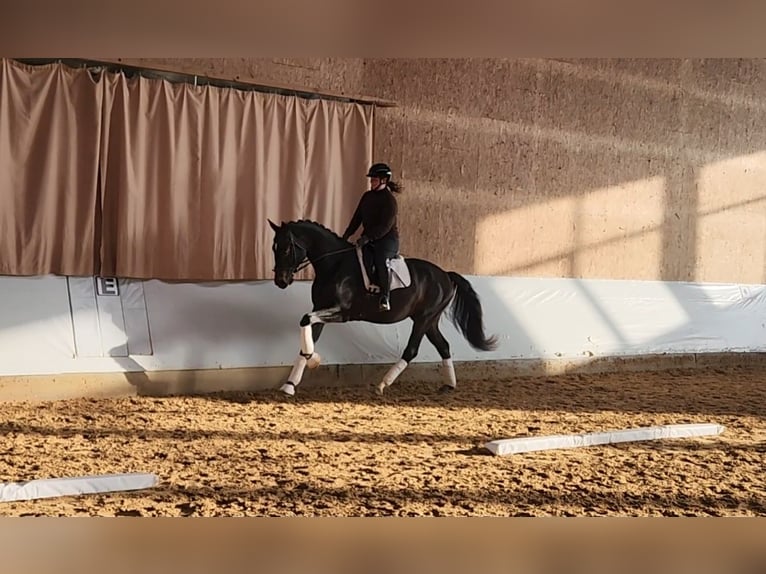 German Sport Horse Gelding 4 years 16,1 hh Bay-Dark in Hawangen