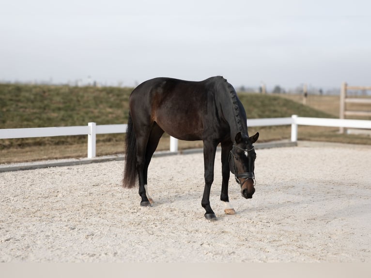 German Sport Horse Gelding 4 years 16,1 hh Bay-Dark in Hawangen
