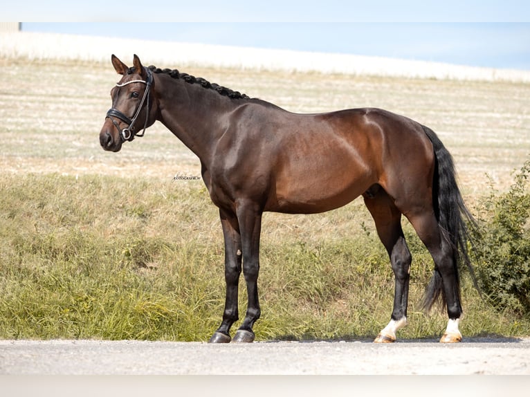 German Sport Horse Gelding 4 years 16,1 hh Bay-Dark in Lehrberg