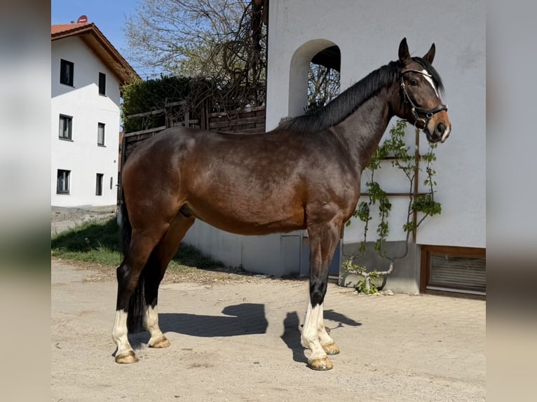 German Sport Horse Gelding 4 years 16,1 hh Bay-Dark in Bruck