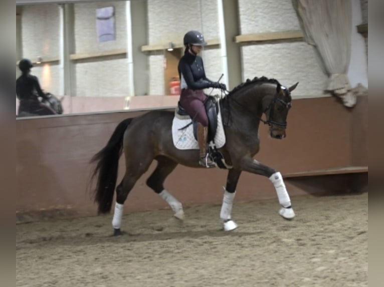 German Sport Horse Gelding 4 years 16,1 hh Bay-Dark in Wehringen